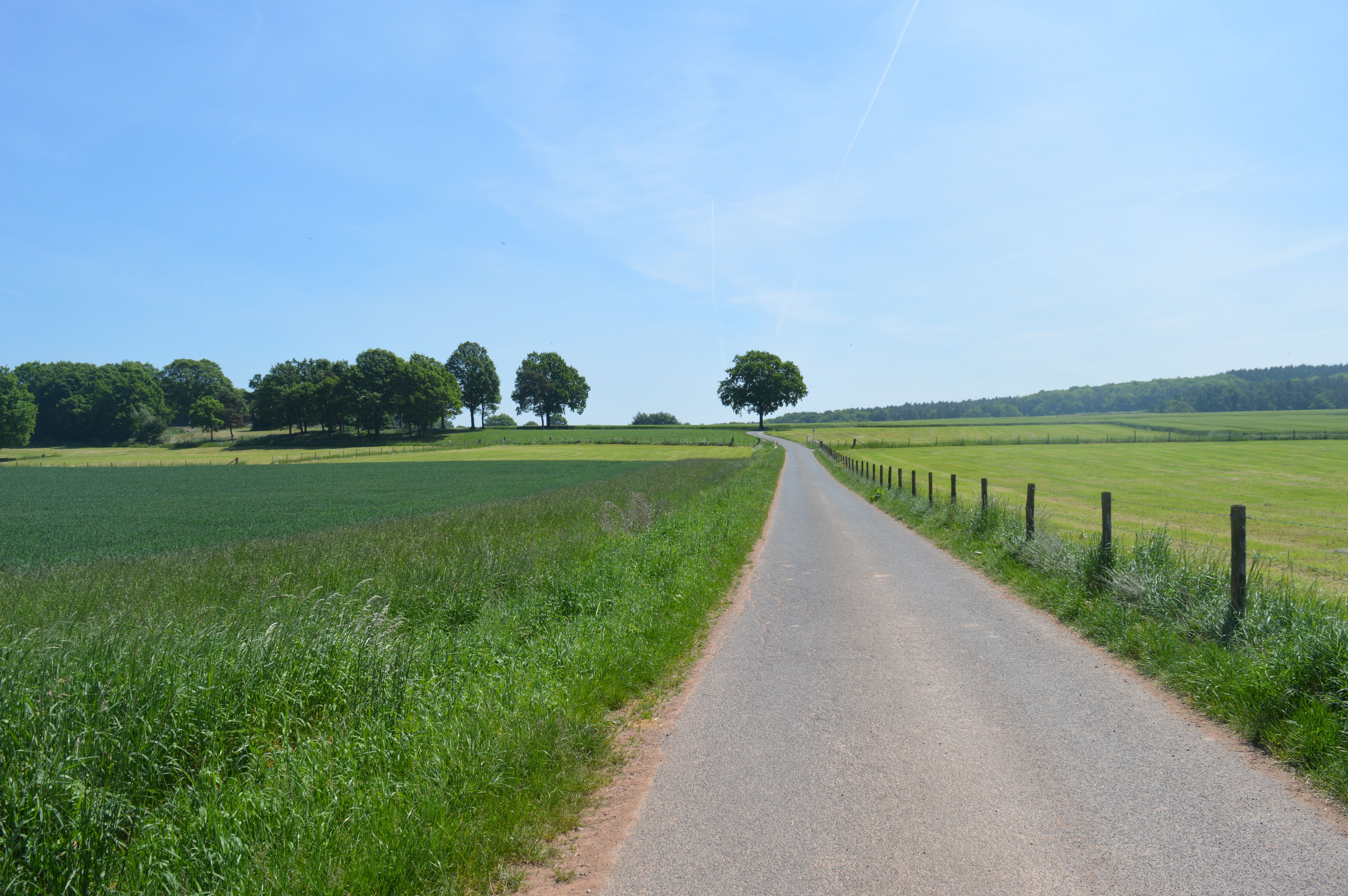 Ein Weg durch Wiesen und Felder zum Wald - Nachhaltigkeit ist Weg und Ziel